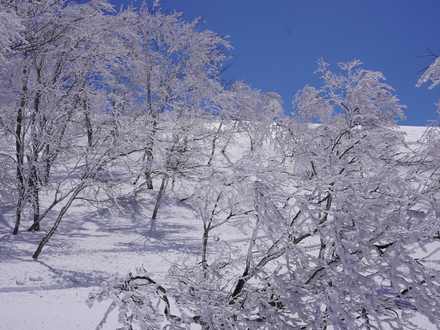 樹氷の丘